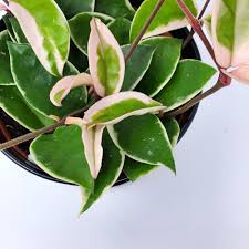 Image result for Hoya