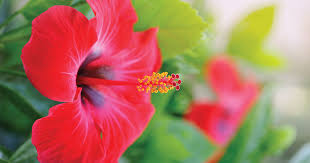 Hibiscus plants prefer lots of water. How To Care For Tropical Hibiscus Prairie Gardens Jeffrey Alans