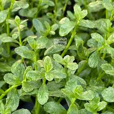 Image result for Bacopa monnieri