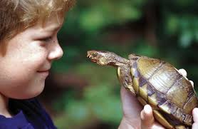 Fun facts you might not know about box turtles