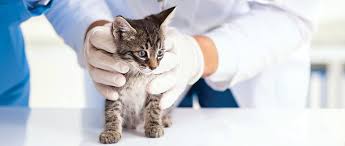 Find a vet near you. Is There An Optimal Age For Cat Spay Or Neuter Today S Veterinary Practice