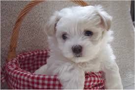 Maltese X Puppies For Sale Qld