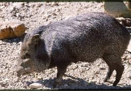 Animals printable activities and coloring pages that start with letter j. Do Not Mess With Javelinas Wryheat