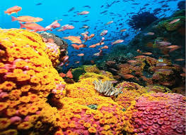 Coral Reef In Qatar Are Home To One Of Every Four Marine Species Underwater Fish Coral Reef Underwater World