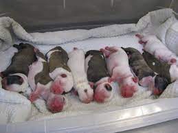 Newborn English Bulldog Puppies English Bulldog Puppies Bulldog Puppies Newborn Puppies