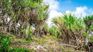 Image result for Pandanus sp. B
