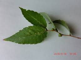 これがケヤキの実です | 緑の環境委員会