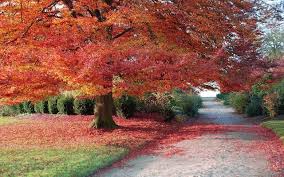 Herfst Bureaublad Achtergrond Achtergrond Wallpapers Herfst Bomen Achtergronden Bureaublad Achtergrond