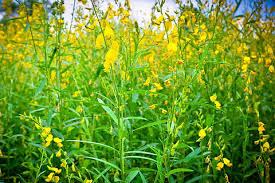 Image result for Crotalaria spectabilis