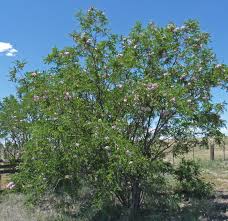 Image result for Robinia