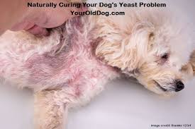 Dog Yeast Infection 4 Steps To Natural Elimination Dog Yeast Infection Skin Dog Yeast Infection Dog Skin Infection