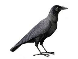 Framed Print - Slender Billed Black Crow (Gothic Bird Picture ...