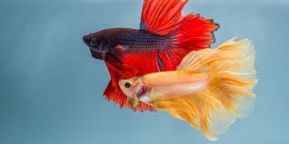 How To Choose Betta Fish Tank Mates