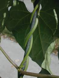 Image result for Volusia amboinensis