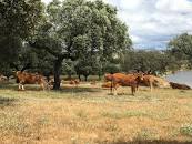 Resultado de imagen para site:abrasador.com/ "modelo de negocio"