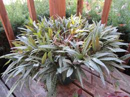 Image result for Ledebouria revoluta