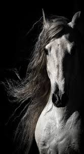 Beautiful Black And White Horse Photography Spanish Beauty D1614 By Wes And Dotty Weber Horses Horse Background Pretty Horses