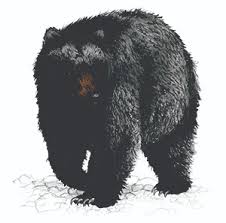 Hiker praised for remaining calm as black bear approaches her, sniffs her hair in incredible video a black bear eating clover. Black Bears Mammals Species Information Wildlife Fish Wildlife Maine Dept Of Inland Fisheries And Wildlife