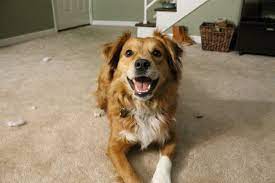 Handsomedogs Golden Retriever Mix Border Collie Golden Retriever Golden Retriever Collie Mix