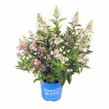 Ferns n petals, an online flower shop is known to provide beautifully crafted flower bouquets and floral arrangements to its customers around the world for an ideal gift selection. Bloomin Easy Flare Hydrangea Costco