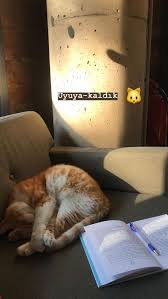 Fake Story Cok Sirin Hayvanlar Hayvanlar Fotografcilik