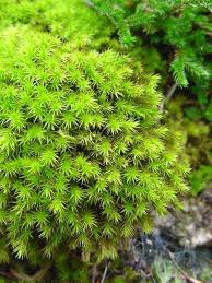 Why Does Moss Grow On The North Side Of A Tree Trees To Plant Moss Moss Garden