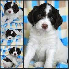 Blue Eyed Springerdoodle So In Love Dog Breed Info Springerdoodle Cute Animals