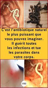 C Est L Antibiotique Naturel Le Plus Puissant Que Vous Pouvez Imaginer Il Guerit Toutes Les Antibiotiques Naturels Guerir Les Parasites