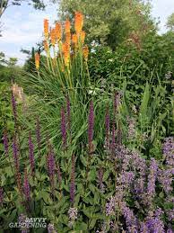 There are many plants with purple and green leaves. Purple Perennial Flowers 24 Brilliant Choices For Gardens