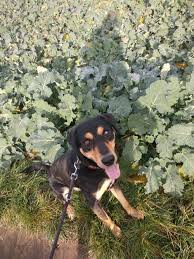 Image result for sedmihradský honič