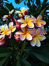 Pin On Flores