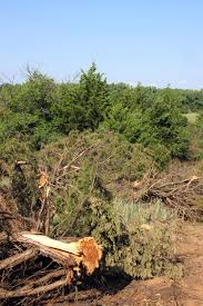 Cyprus cedar (cedrus brevifolia)deodar cedar (cedrus deodara); Waging War On Cedar Trees Ag News Hpj Com