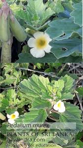 Image result for Pedalium