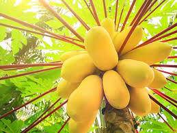 Plant more than one papaya tree. 11 Different Types Of Papaya With Images Asian Recipe