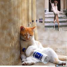 Résultat de recherche d'images pour "sad cat meme"