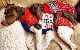 Maybe you would like to learn more about one of these? All You Need To Know About The Intelligent German Shorthaired Pointer K9 Web