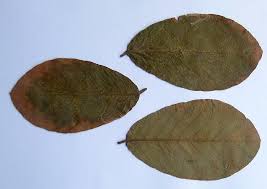 Image result for Bridelia ferruginea