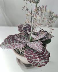 Image result for Kalanchoe hametiorum
