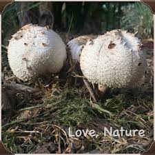 This fungus was growing on a cut tree stump at mallard point, fish creek park, when. These Mushrooms Were Found Outside While I Was On A Walk They Look Like Toasted Marshmallows To Me Stuffed Mushrooms Toasted Marshmallow Marshmallow