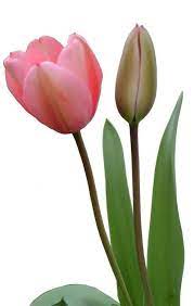 Pin By Betty Boop On Flor Flower Beauty Tulips Flowers