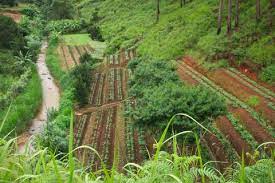 A brief history of coffee from vietnam french missionaries brought the first arabica coffee plant over to vietnam in 1857. Coffee Production In Vietnam Wikipedia