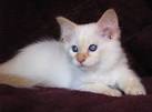 Siamese Kittens Available for Sale in Ashburn, Virginia ...