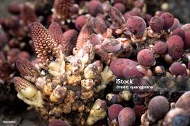 Image result for Balanophoraceae