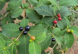 Image result for )അമുക്കുരം