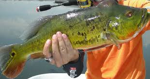 Seperti namanya, ikan ini memiliki tubuh berwarna keemasan dengan jejeran titik hitam kecil yang membuatnya semakin eksotis! 10 Ikan Predator Untuk Peliharaan Garang Tapi Menawan