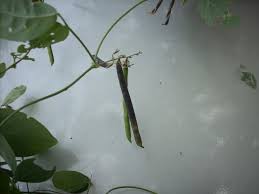 Image result for Teramnus