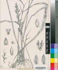 Image result for Echinochloa pyramidalis