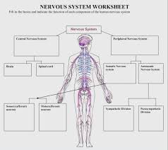 You are welcome to search our website for more details on this very topic. Nervous System Diagram Diagram Quizlet