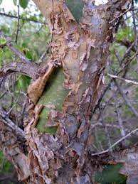 Image result for Commiphora tenuipetiolata