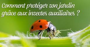 Comment profiter de son appétit pour les pucerons ? Comment Proteger Son Jardin Grace Aux Insectes Auxiliaires Estragon Be